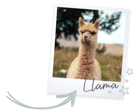 Polaroid-Llama
